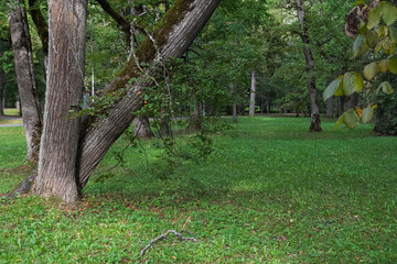 Group of old trees with mossy, textured trunks leaning over a lush green park lawn. A soft-focus leafy branch in the top right adds depth to the urban park scene.