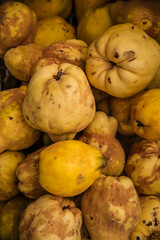mele cotogne dell'Etna in vendita ad una sagra di paese, catania