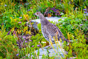 Ruffed Grouse Female Bird Close-up Portrait in Glacier National Park