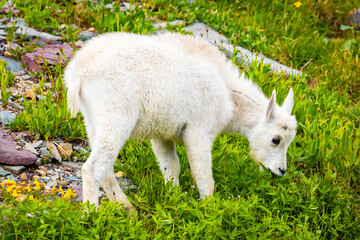 Obraz premium Mountain Goats Family with Kid on the Hills of Glacier National Park