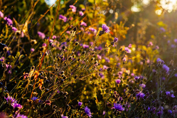 Field of Knapweed Flowers at Glacier National Park