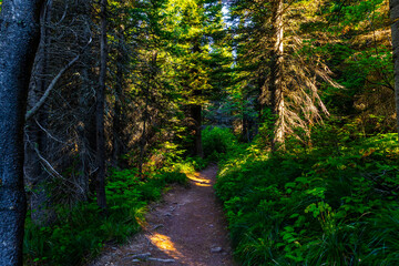 Scenic Iceberg Lake Trail Through the Morning Forest in Glacier National Park