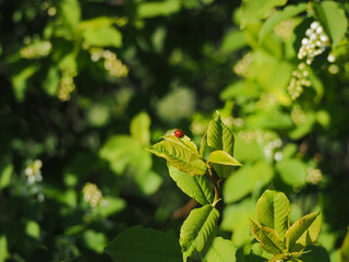 Close up of a tiny red ladybug on top of leaves with a vibrant green bokeh background, taken in spring perfect for a nature catalogue © Amaia