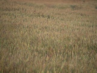 Earthy colors mix on a mid summer wheat field, just about to be harvested in Navarra Spain. A natural bokhe background of agriculture