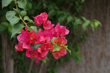 Obraz premium Bougainvillea spectabilis branch in bloom