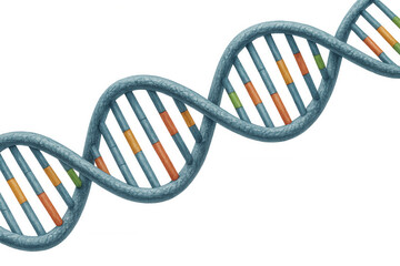 Dna double helix model showing genetic structure, biology science, and medical research on transparent background