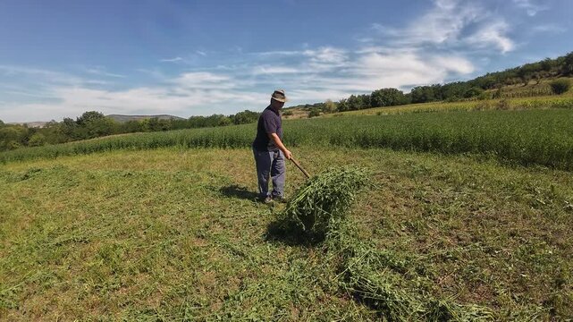 Farmer raking mown alfalfa grass into windrows