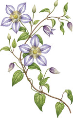 Fototapeta premium Watercolor Clematis Flower Vine Botanical Illustration
