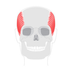 Temporalis - Human jaw muscle displayed in detailed anatomy chart, controls elevation and retraction of the mandible, important for masticatory function and clinical reference