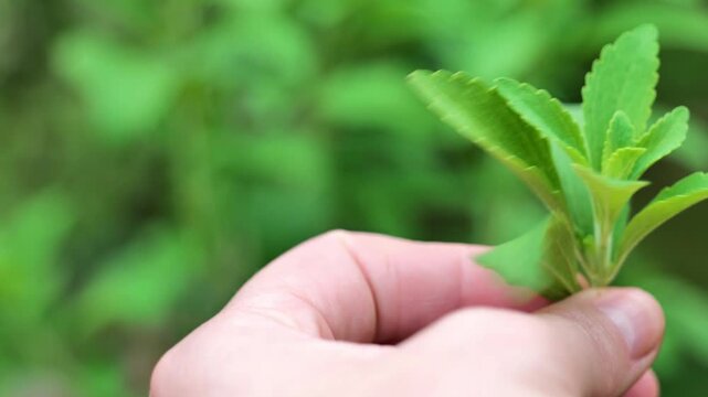 fresh Stevia rebaudiana in a womans hands. Natural sweet grass. 4k footage