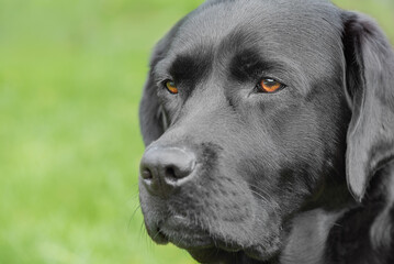 Black Labrador Retriever dog on a green natural background.