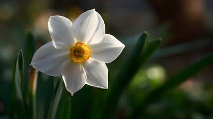 Fototapeta premium White daffodil flower with orange corona blooms in sunlight.