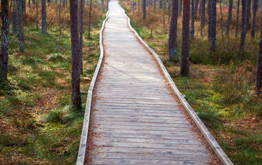 Obraz premium Travel along the wooden path of the eco route in Viru, Estonia, surrounded by vibrant autumn colors and lush swamp vegetation in this peaceful wilderness