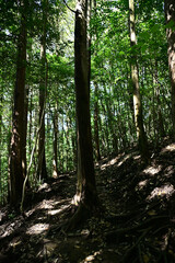 木が生い茂る森