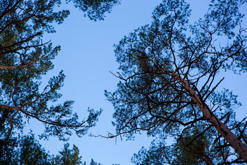 Visitors enjoy the peaceful atmosphere of the Viru swamp eco route in Estonia, surrounded by tall trees and bright blue skies. Nature provides a perfect escape for exploring