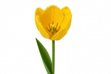Yellow fringed tulip opening, showing vibrant spring color and delicate petals, transparent background