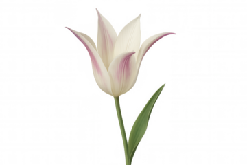 White and pink lily-flowered tulip blooming, delicate flower with green stem and leaf, transparent background