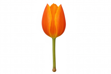 Vibrant orange tulip bud with green stem, facing front, growing in spring, isolated on transparent background