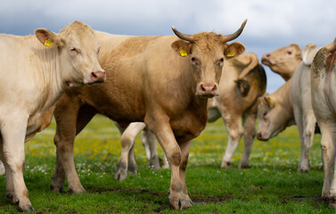 Cow grazing in a green pasture. Cow in the meadow. Livestock grazing in the green field. Farm life with cattle and calves. Cow in a rural landscape. Ranch with grazing bovine. Dairy cow.