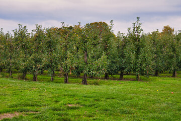 Serene Apple Orchard with Rows of Mature Fruit Trees on Lush Green Grass Under Cloudy Autumn Sky