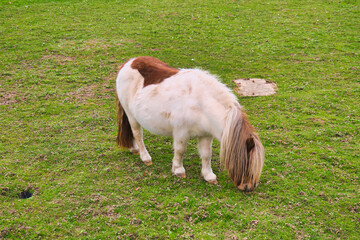 Adorable Skewbald Pony Grazing Contentedly on Vibrant Green Grass Field Under Overcast Sky in...