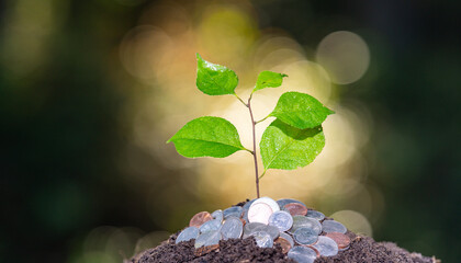 Save money. Coins and seedling. Concept of saving and financial growth. Saving money.
