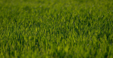 Grass background texture. Green grass field backdrop. Natural grassy design. Grass pattern for banner. Outdoor grass environment.