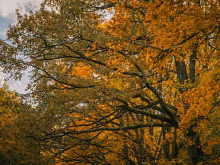Tree branches silhouettes with yellow leaves on blue sky background in autumn season, copy space