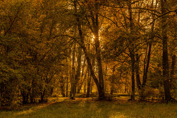 Obraz premium Colorful landscape with beautiful trees with orange and red leaves in fall. Mystical woods in october.