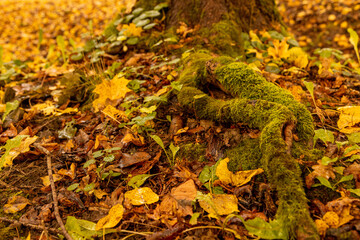 Moss-covered tree trunk in forest. Lush autumn forest floor with mossy tree roots
