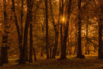 Colourful autumn by the city park landscape. Fall woodland in Europe 