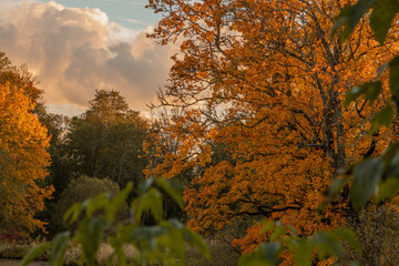 Colorful landscape with beautiful trees with orange and red leaves in fall. Mystical woods in october.