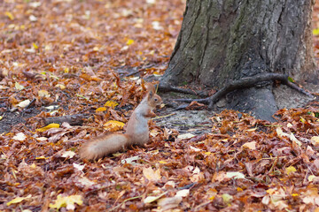 Squirrel with a nut surrounded by fallen leaves in an autumn park
