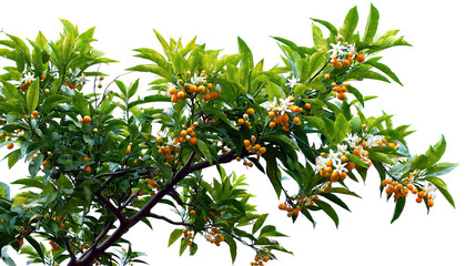 Tangerine Tree with Orange Flowers and Tiny Fruits Isolated on Transparent Background