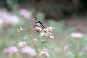butterfly on flower: Parantica sita