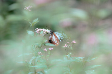 butterfly on flower: Parantica sita