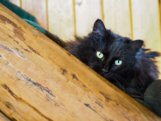Black cat peeking out from stairs