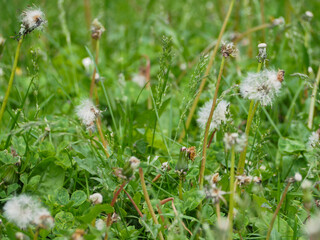 Dandelions seeding and shedding
