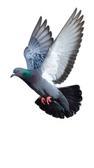 Fototapeta premium A gray bird with wings outstretched, showing off flight