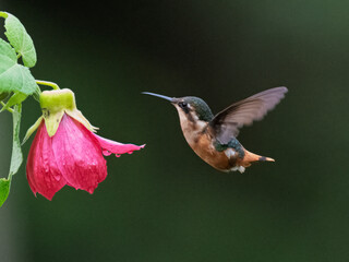 White-bellied Woodstar Hovering Near Abutilon Flower in Ecuadorian Cloud Forest