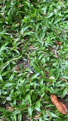 green grass background