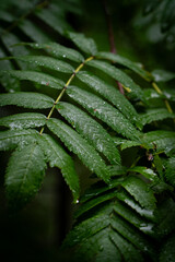Lluvia en la naturaleza