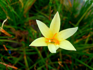 Obraz premium Close-up of a pale yellow rain lily with bright orange stamen against dark green grass