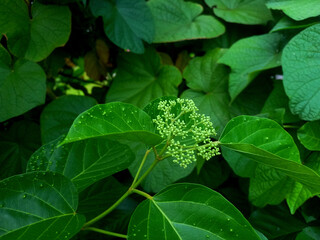 A cluster of tiny, pale green flower buds emerges between large, smooth, light-green leaves