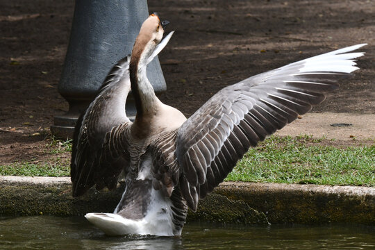 Ganso se banhando mostrando a beleza de suas asas no lago do jardim do Museu da Rep&uacute;blica - RJ 
