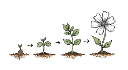 Hand-drawn illustration showing plant growth stages from seed to blooming flower. Symbol of development, progress, life cycle, sustainability, and natural evolution.