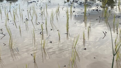 Young Rice Seedlings in Flooded Field