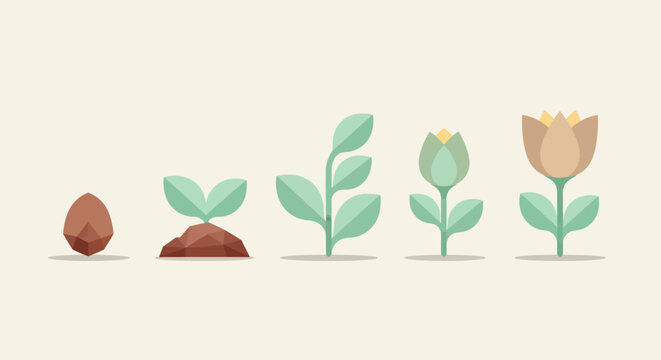 Illustration showing the growth stages of a plant from a seed to a blooming flower.