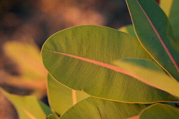 Green Tropical Leaves with Pink Vein under Sunset Light