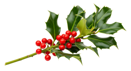 Holly sprig with red berries and green leaves isolated on transparent background